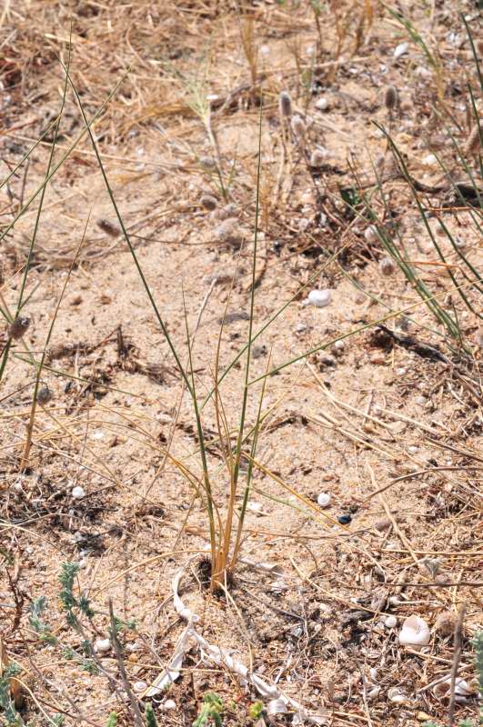 Sorta di giunco d.d.